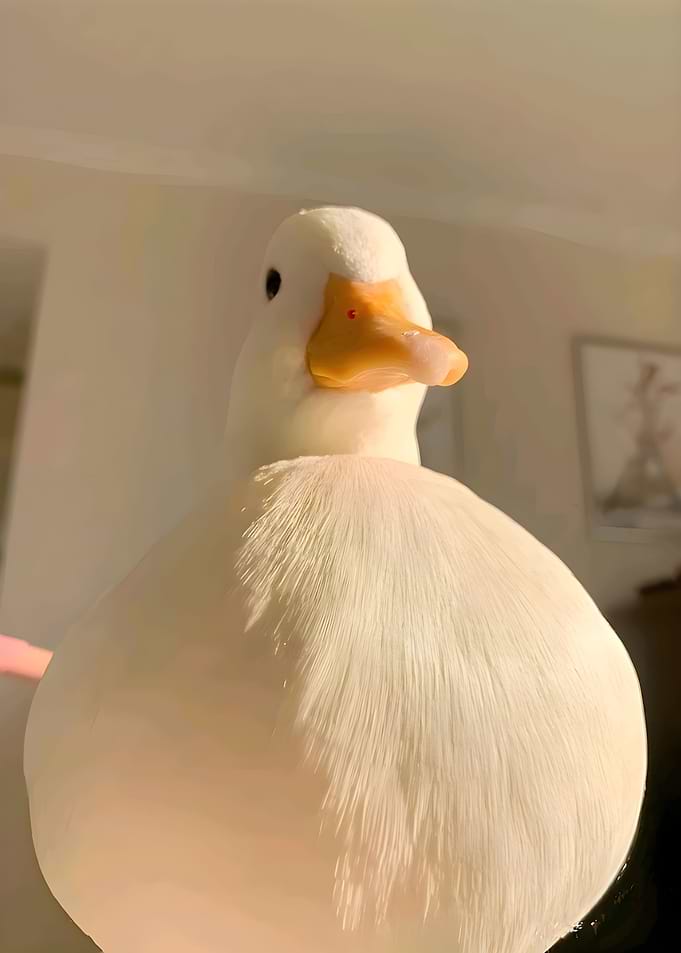 white duck