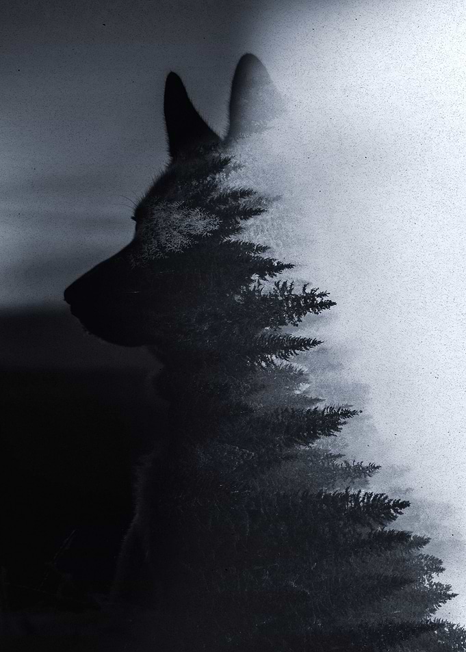 wolf