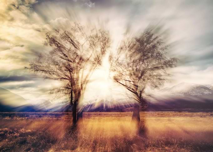 Forest and Sun