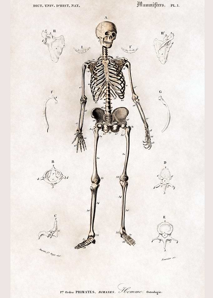 Human skeleton
