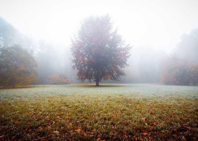 Lonely Tree