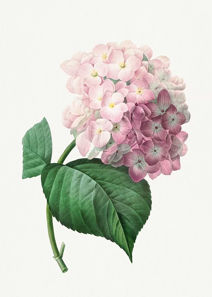 Hydrangea