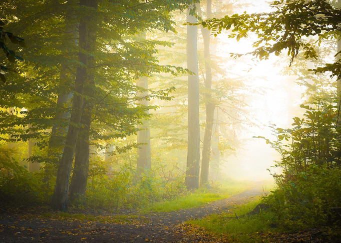 Stroll into the Light