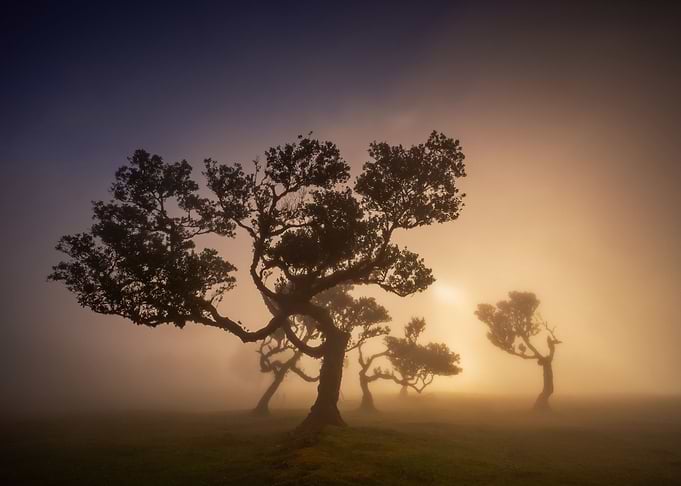 Foggy Fanal Forest