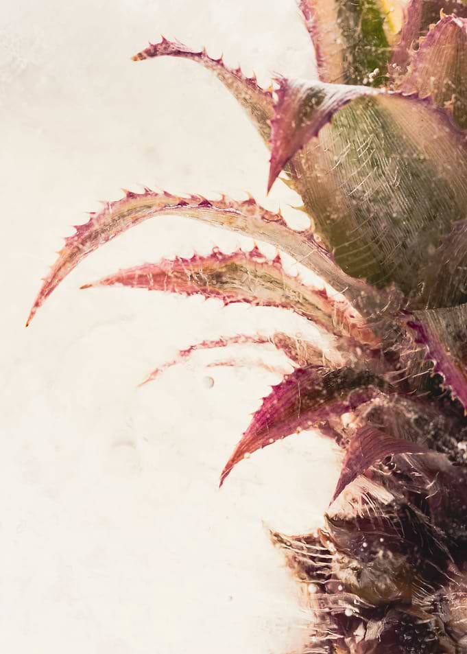Ornamental pineapple 1