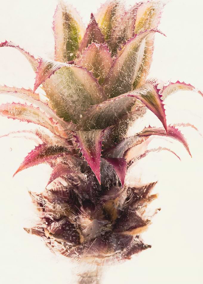Ornamental pineapple 2