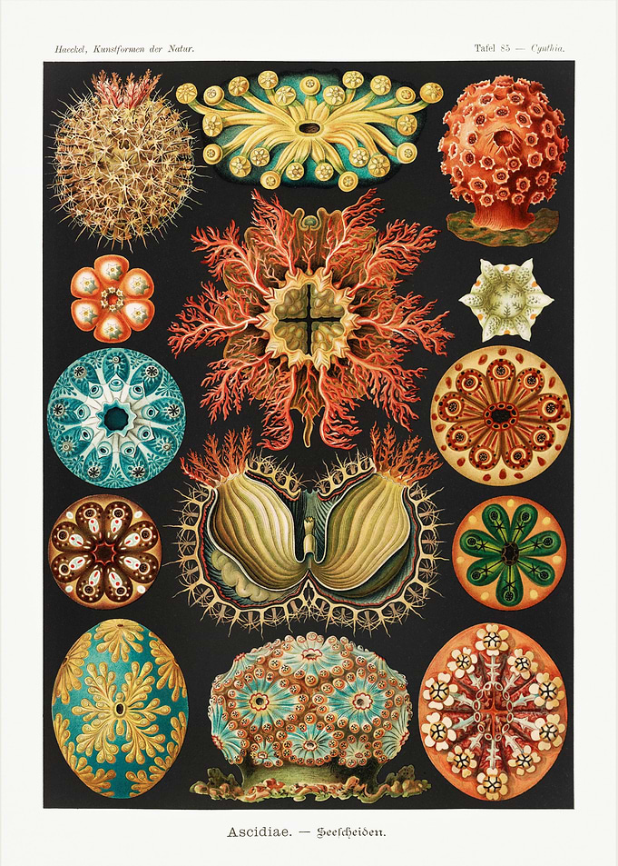 Ascidiae Seescheiden