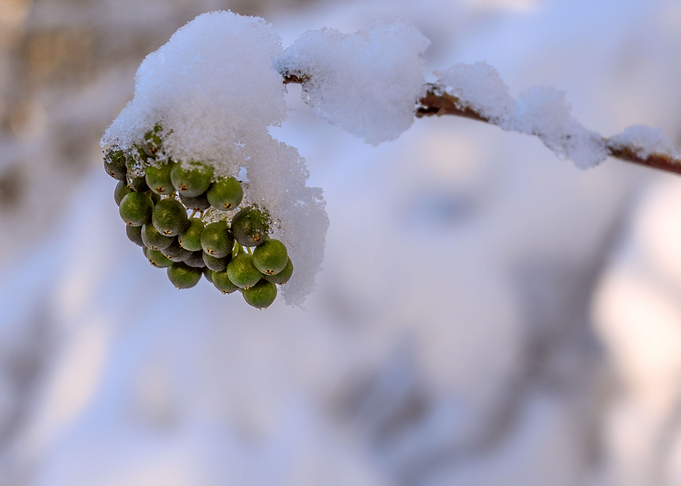 SWABIAN WINTER SCENERY