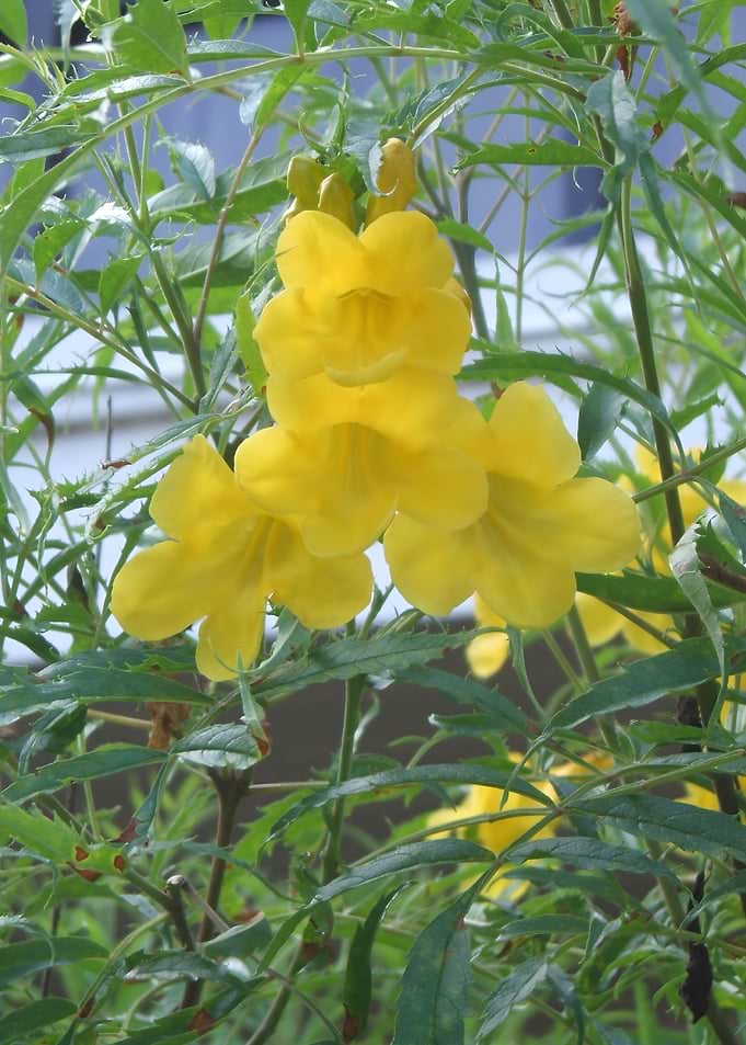 Yellow Trumpetbush