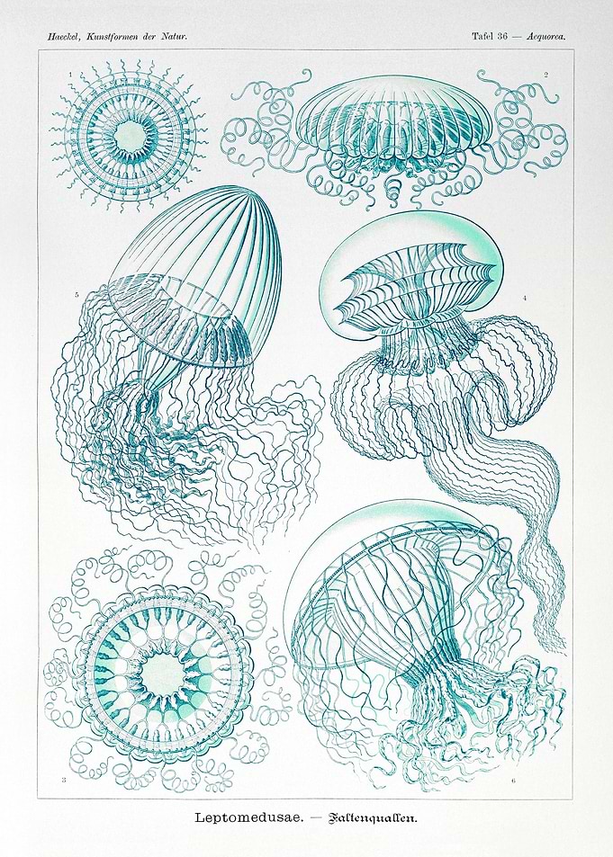 Jellyfish
