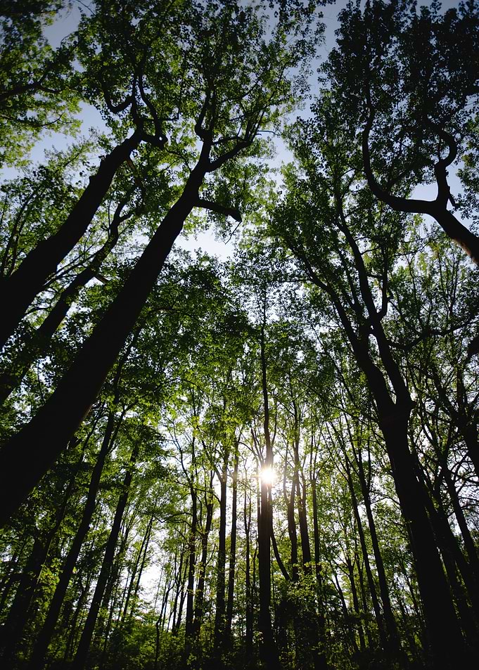 Forest and Sun