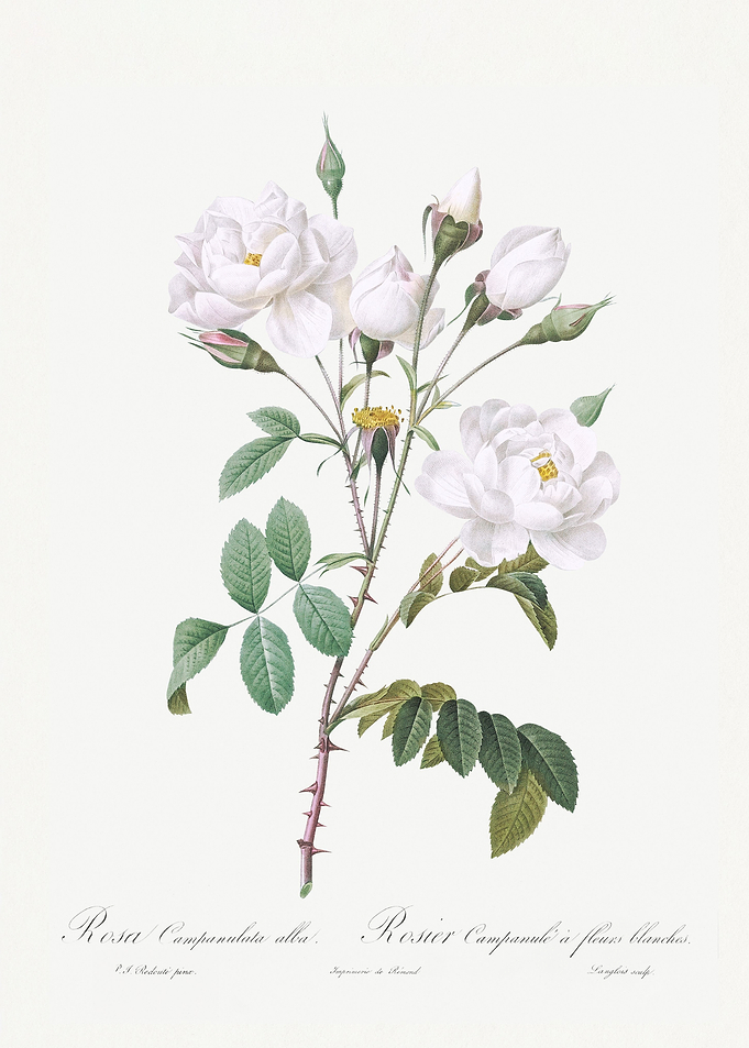 Rosa campanulata alba