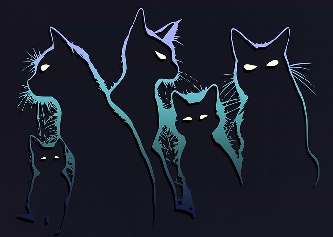 The Cats Shadows