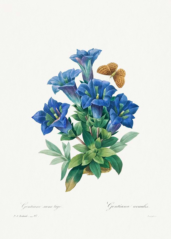 Gentiana Acaulis