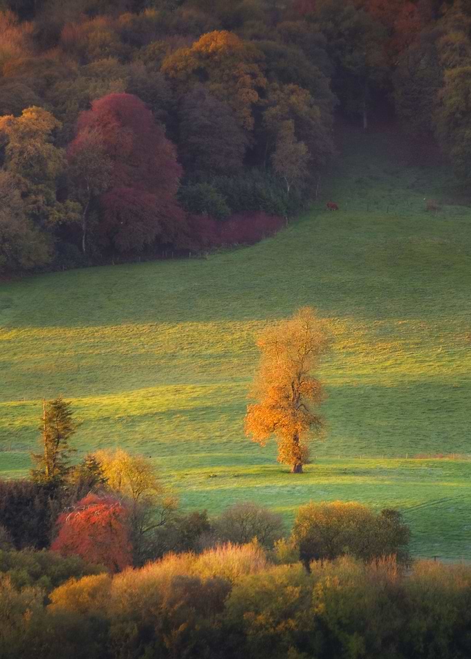 Lonely tree