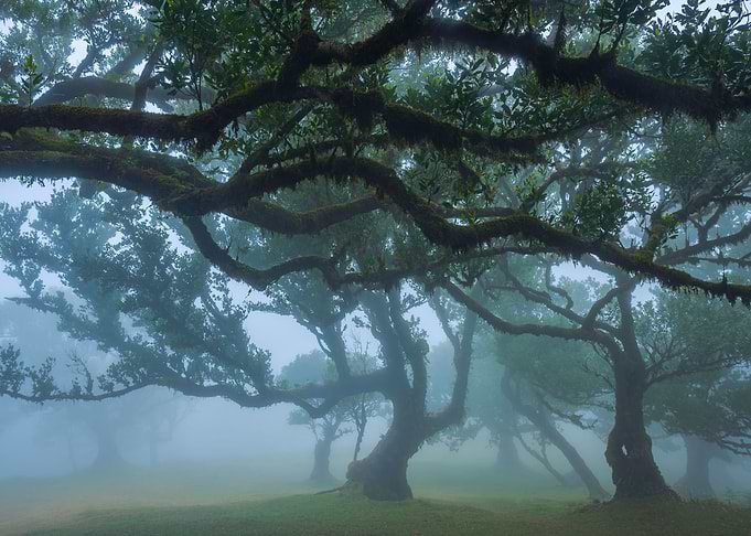Foggy Fanal Forest