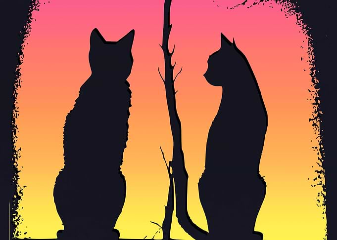 The Cats Shadows