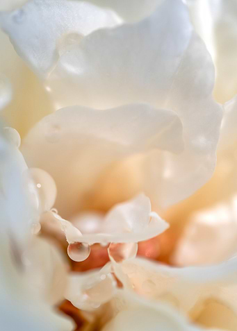 Delicate White Rose Petals