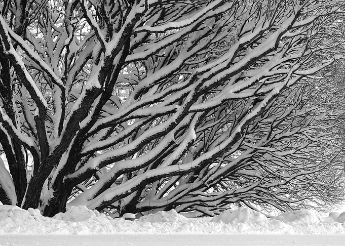 Snowy tree branches