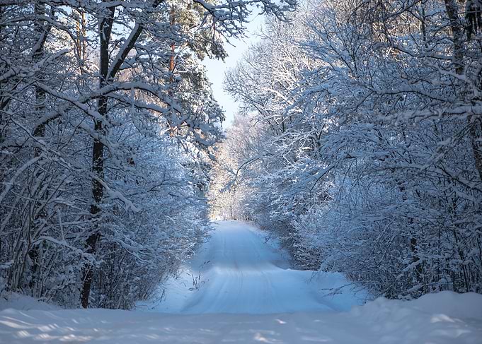 Footpath winter forest