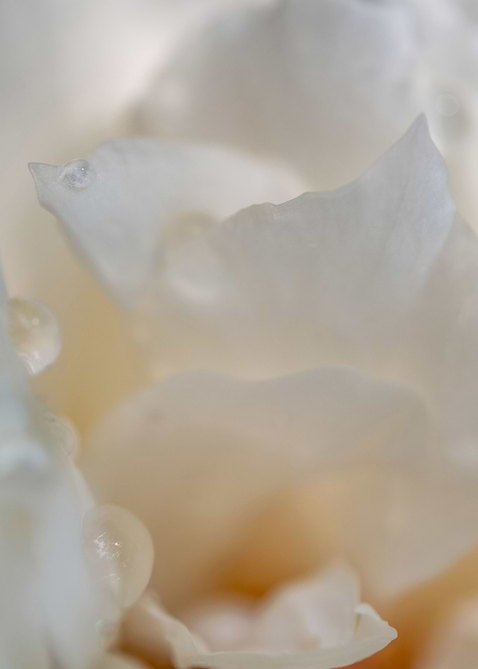 Delicate White Rose Petals