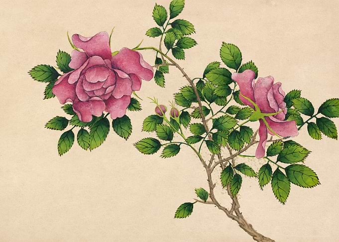 Rose