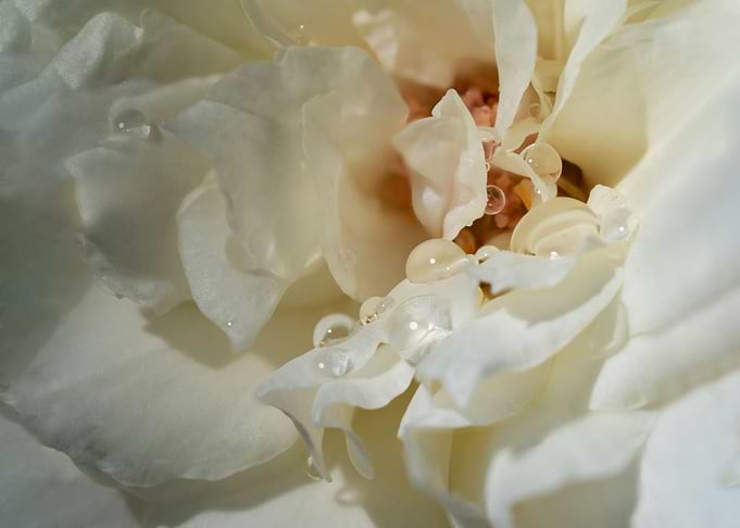 Delicate White Rose Petals