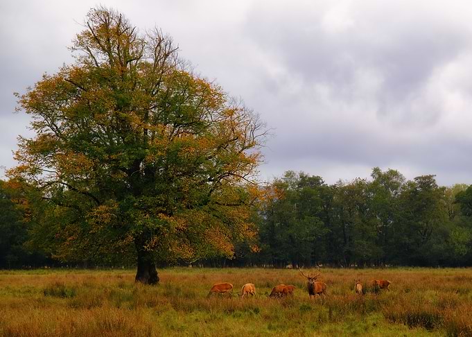 Deer in park