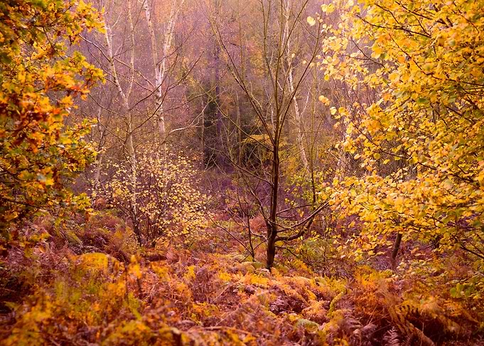 Pink Autumn
