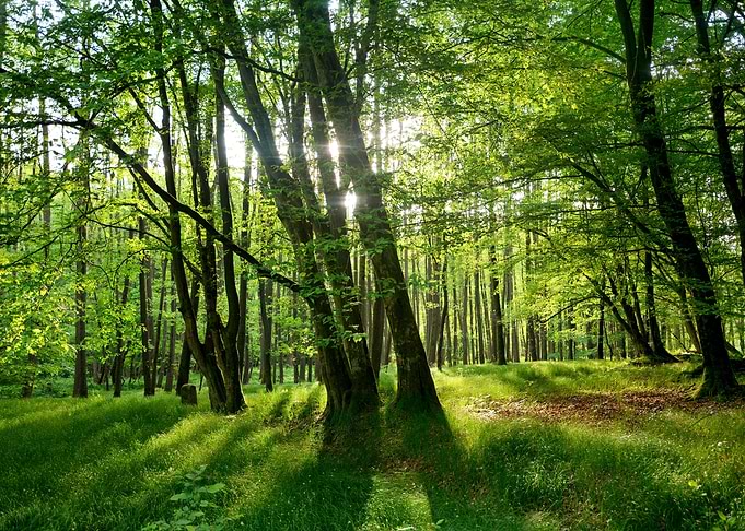 The green forest