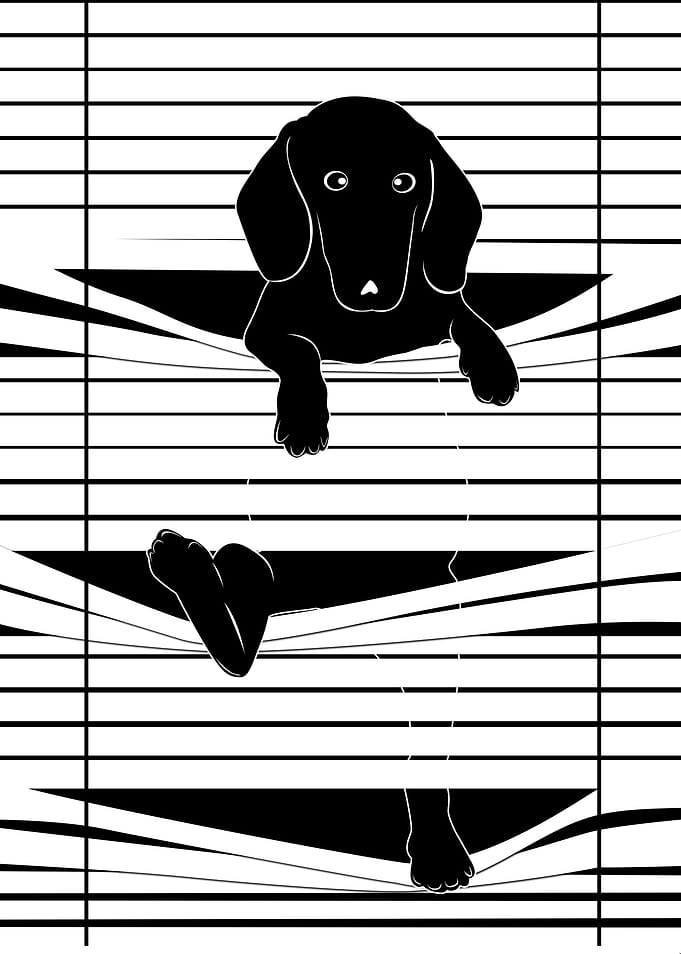 dog in the window