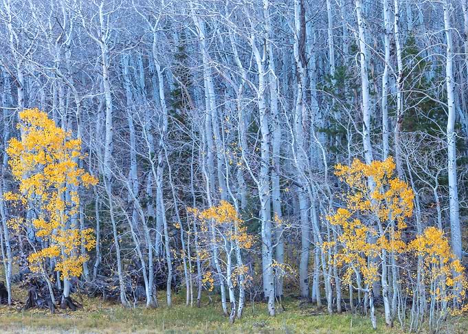 Late Autumn