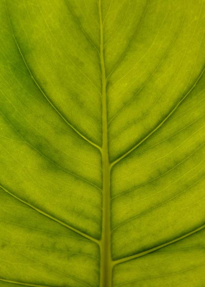 Leaf beauties