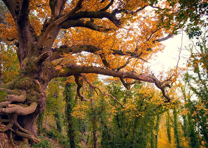 Autumn Tree on a Stroll