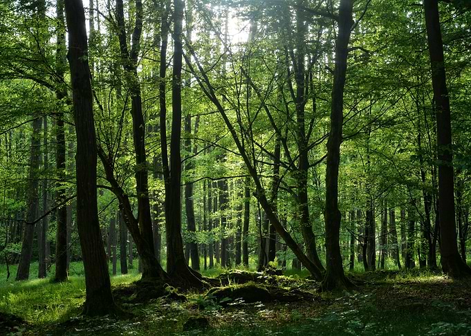 In a forest