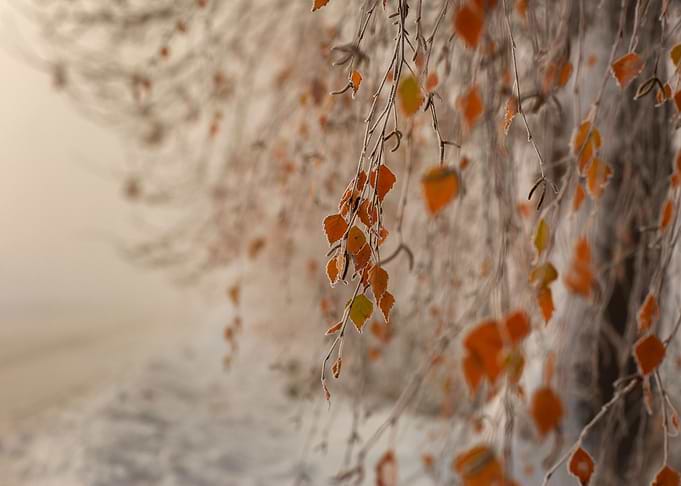 Winter impression