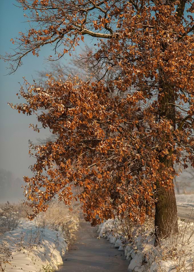 Winter impression