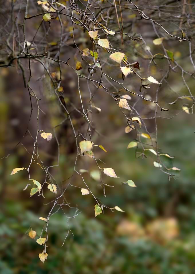 Last Autumn Leaves