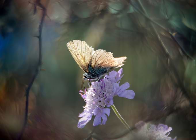 The Butterfly