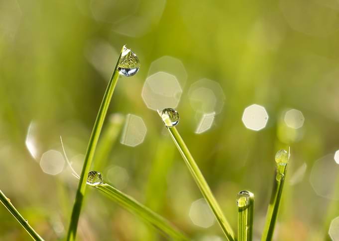 Dew drops on grass