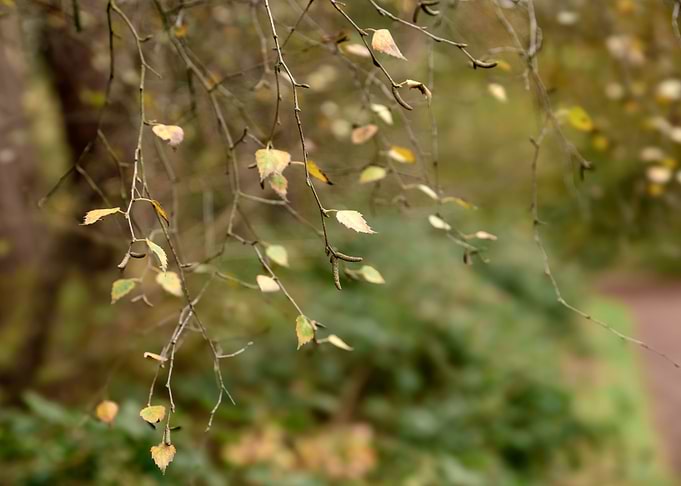 Last Autumn Leaves