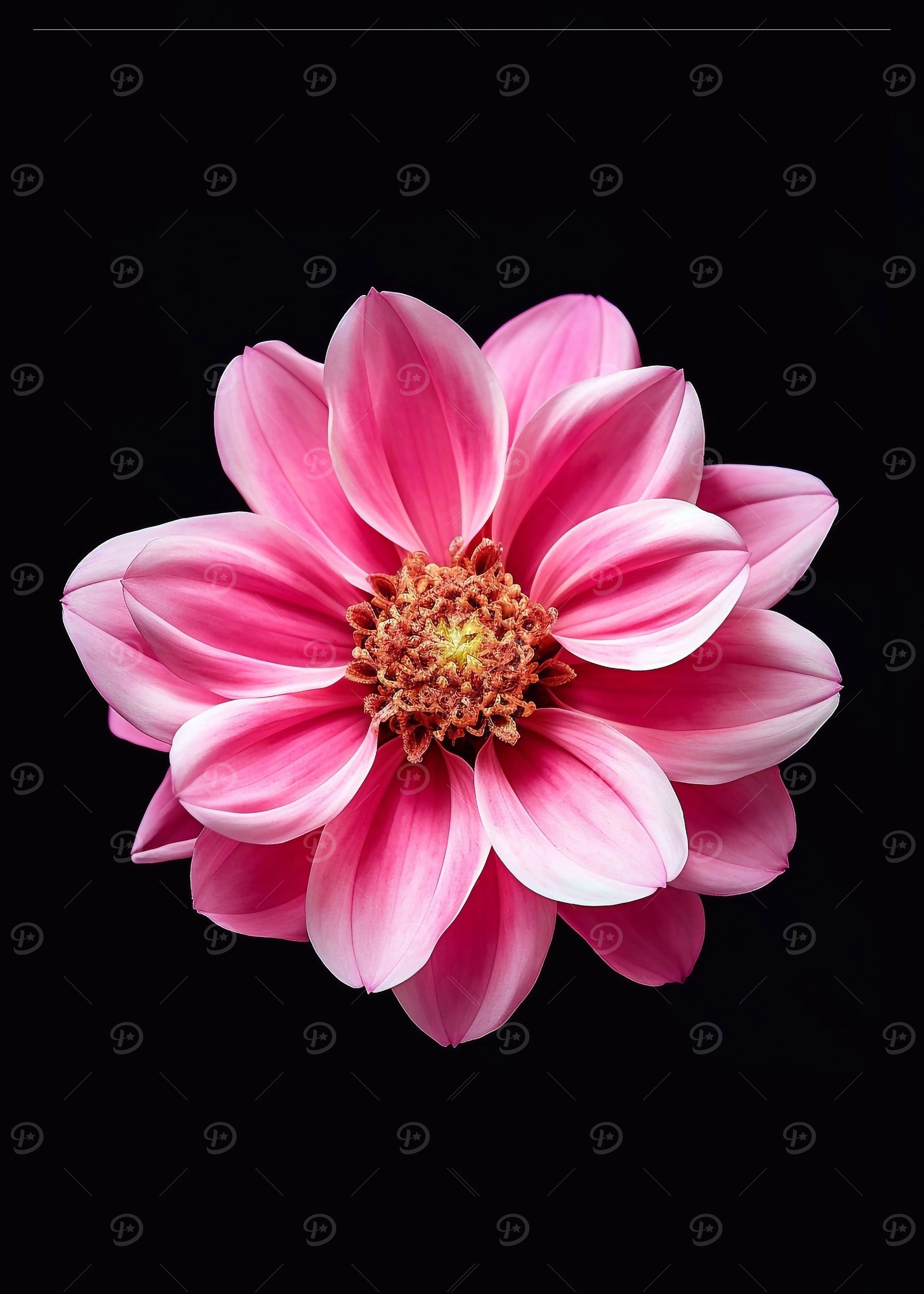 Pink Flower on Black