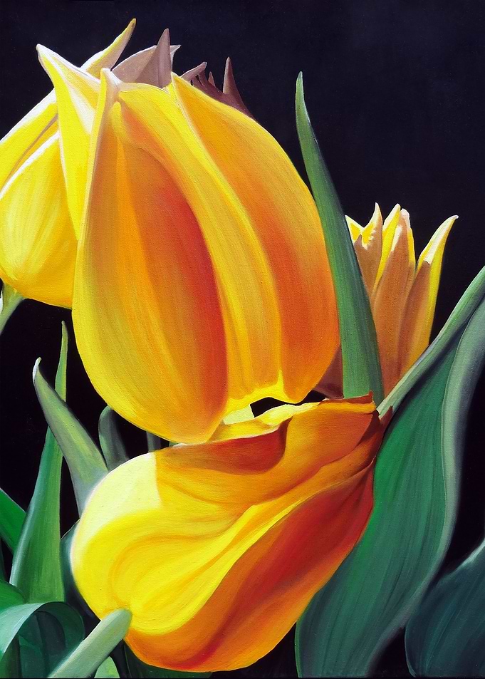 Tulips