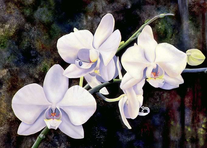 Orchids