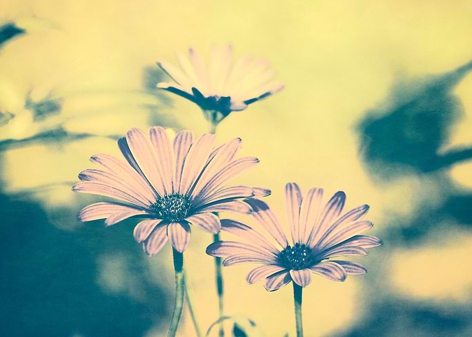 Flower magic