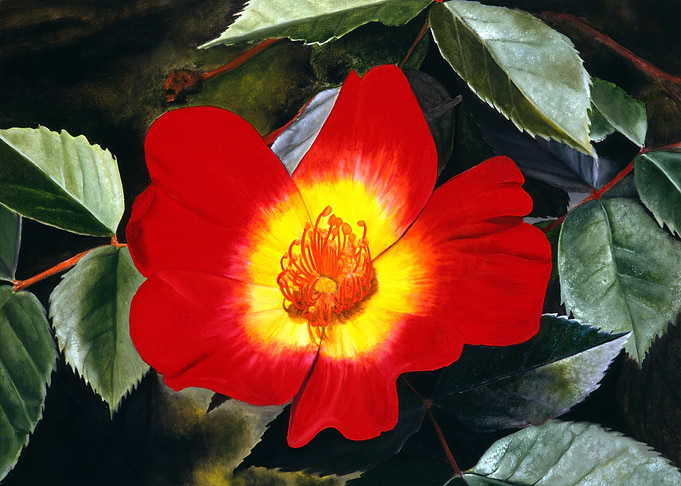 Red Rose