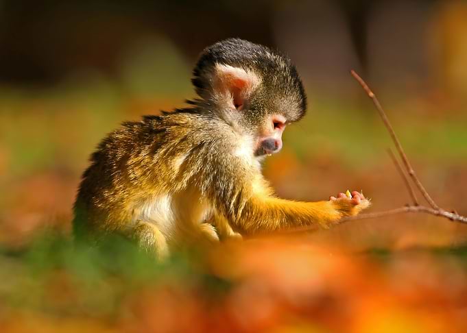 Monkey