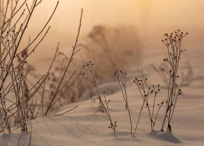 Frosty morning