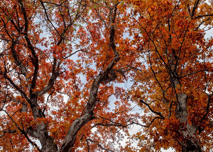 Autumn vibrance