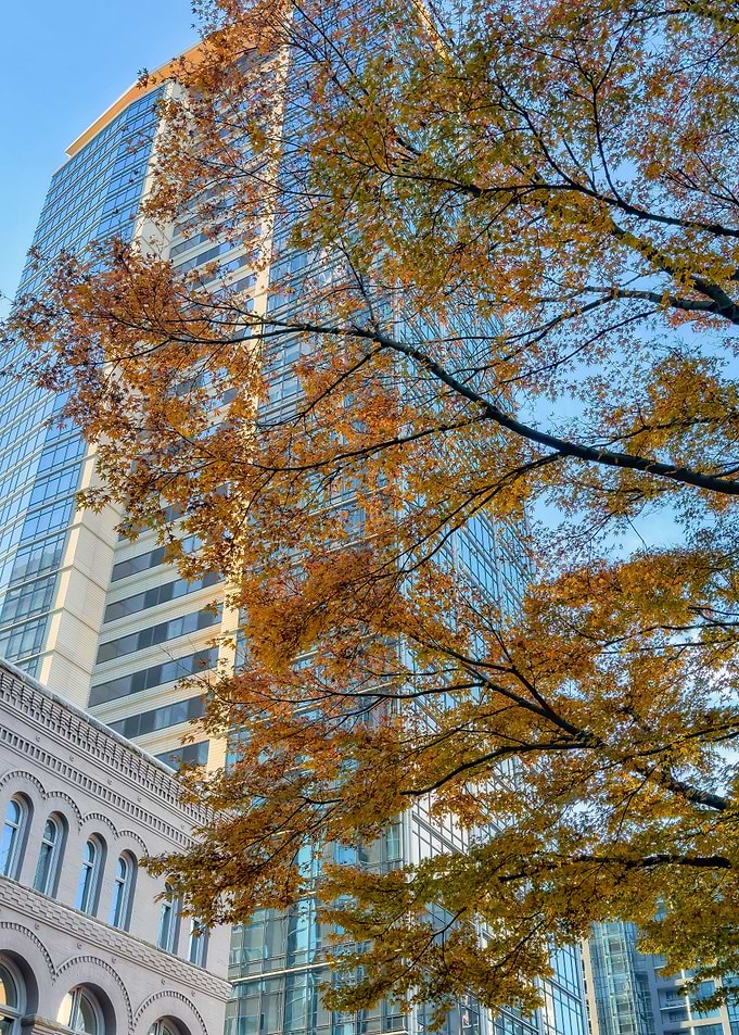 Fall in the City